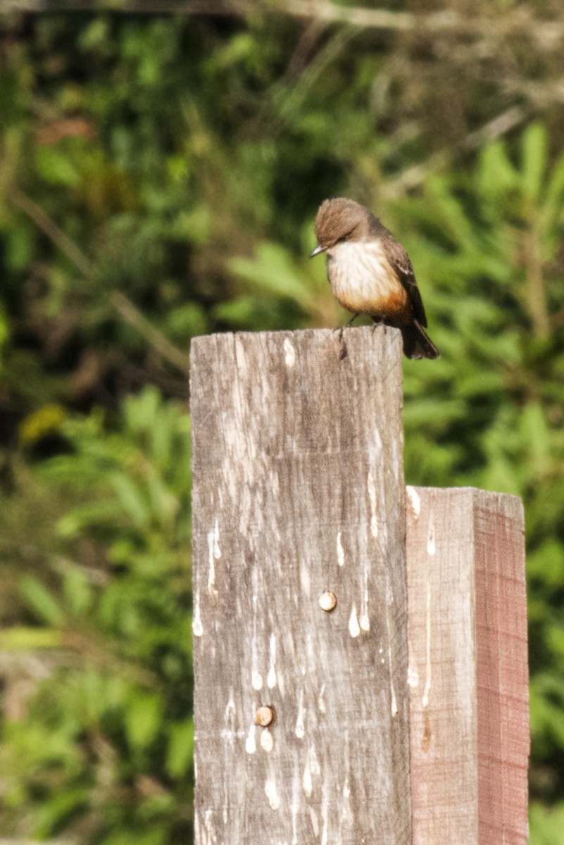 Vermilion Flycatcher - ML612704239