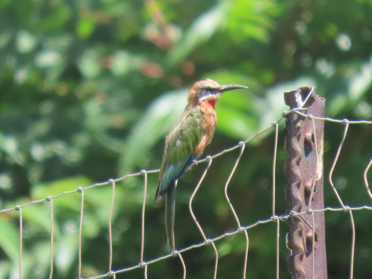 White-fronted Bee-eater - Enrico Leonardi