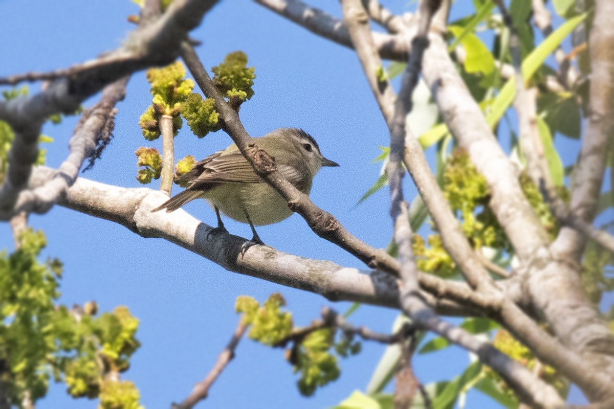 Warbling Vireo - ML612704247