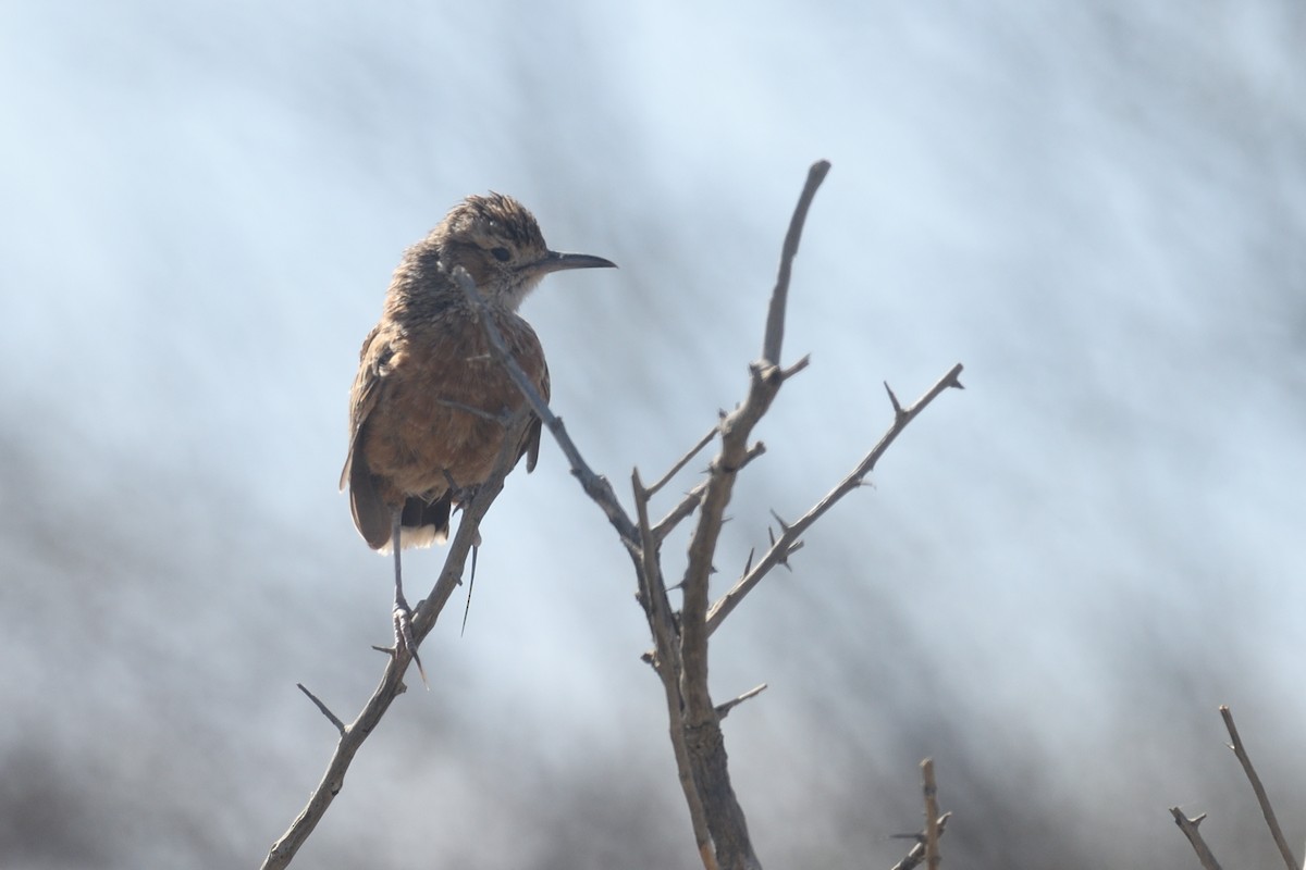 Spike-heeled Lark (Spike-heeled) - Chiusi Alessio Pietro