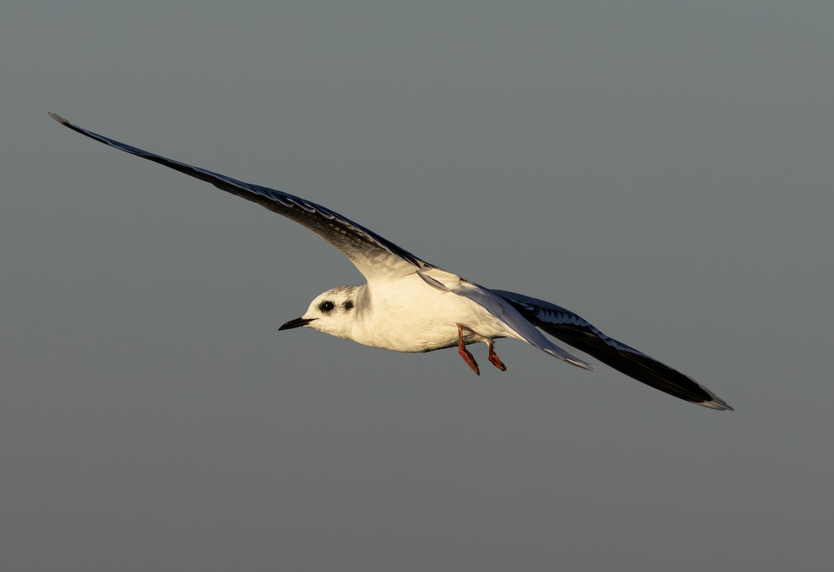 Little Gull - ML612704418