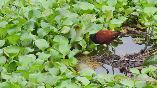 Jacana du Mexique - ML612704464