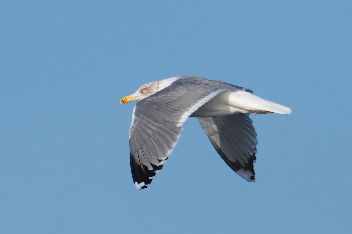 Herring Gull - Çağan Abbasoğlu