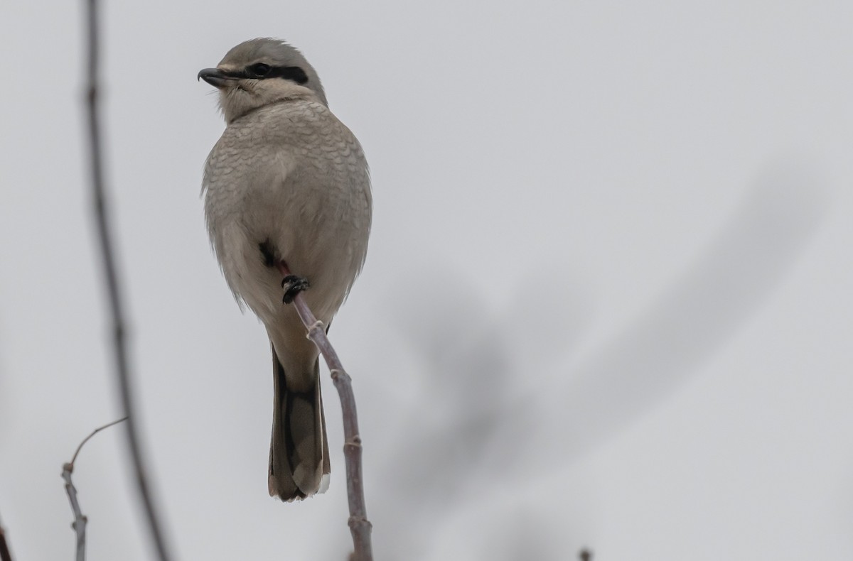 Northern Shrike - ML612704532