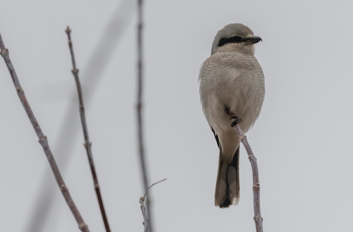 Northern Shrike - ML612704538