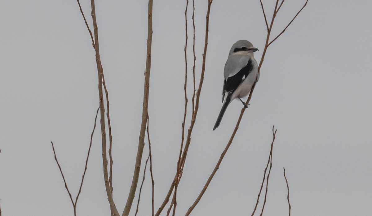 Northern Shrike - ML612704552