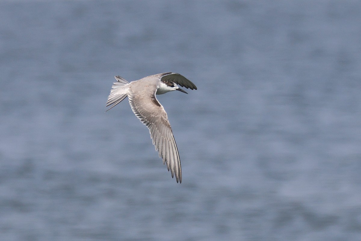 White-cheeked Tern - ML612704560