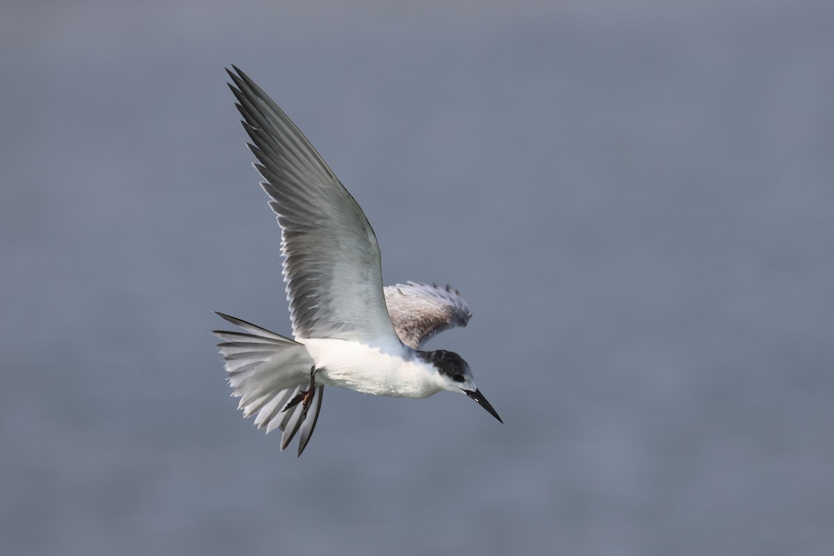 White-cheeked Tern - Fabrice Schmitt