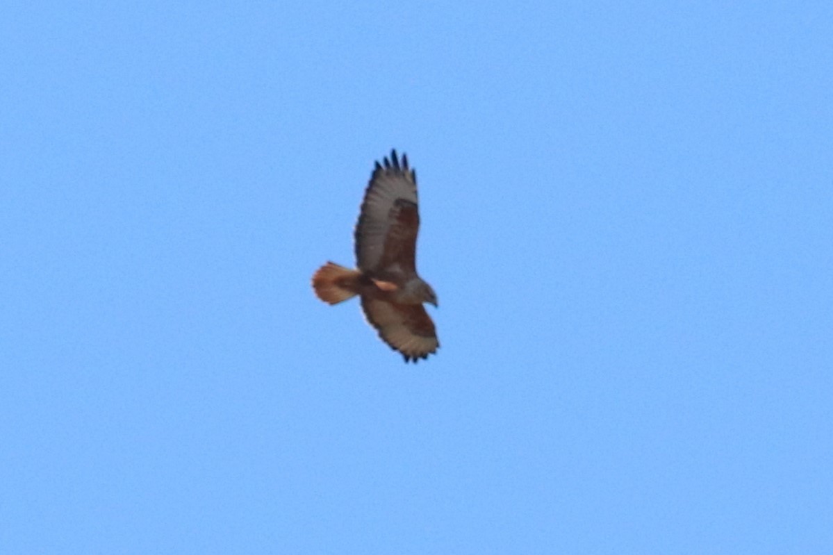 Long-legged Buzzard - ML612704567