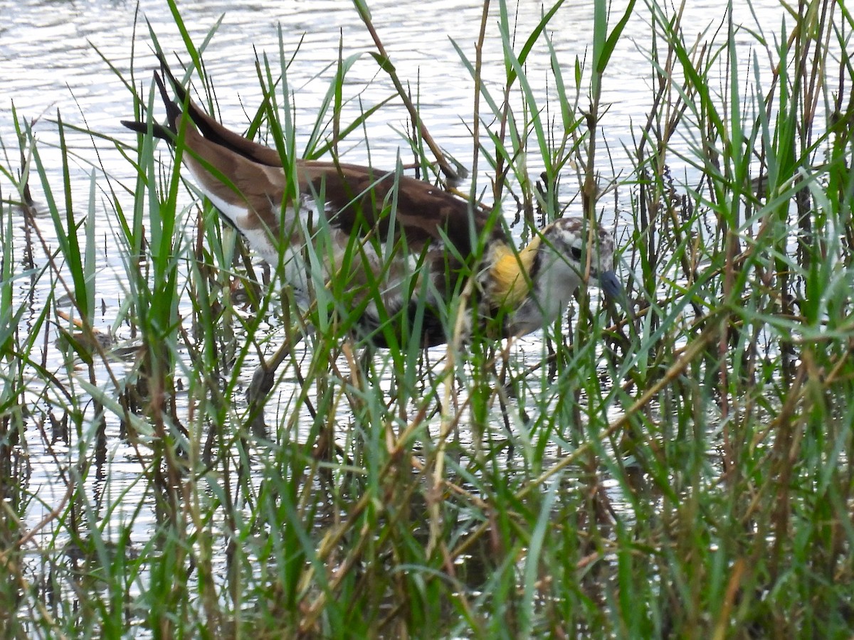 Pheasant-tailed Jacana - ML612704586