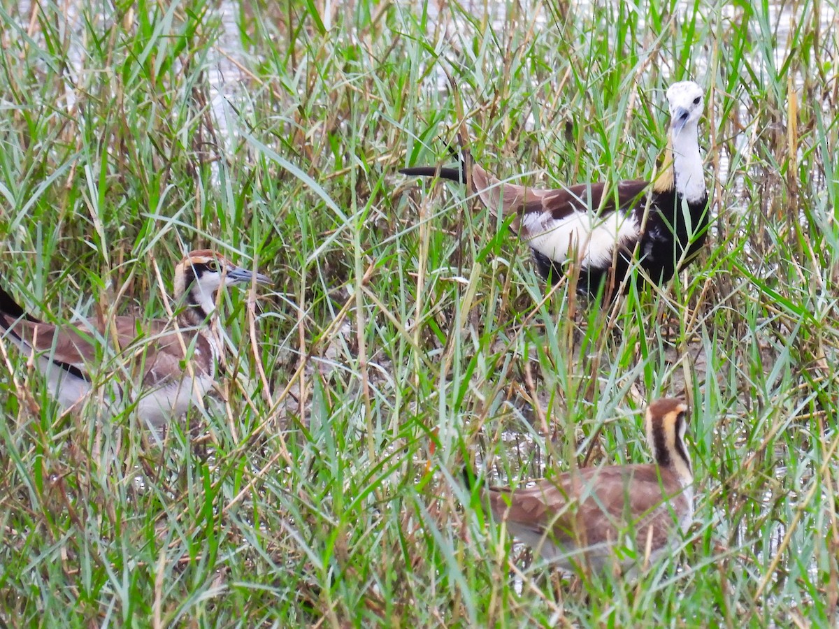 Pheasant-tailed Jacana - ML612704587