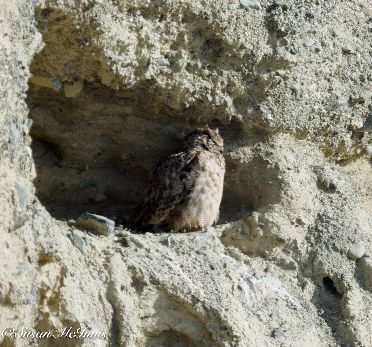 Lesser Horned Owl - ML612704590