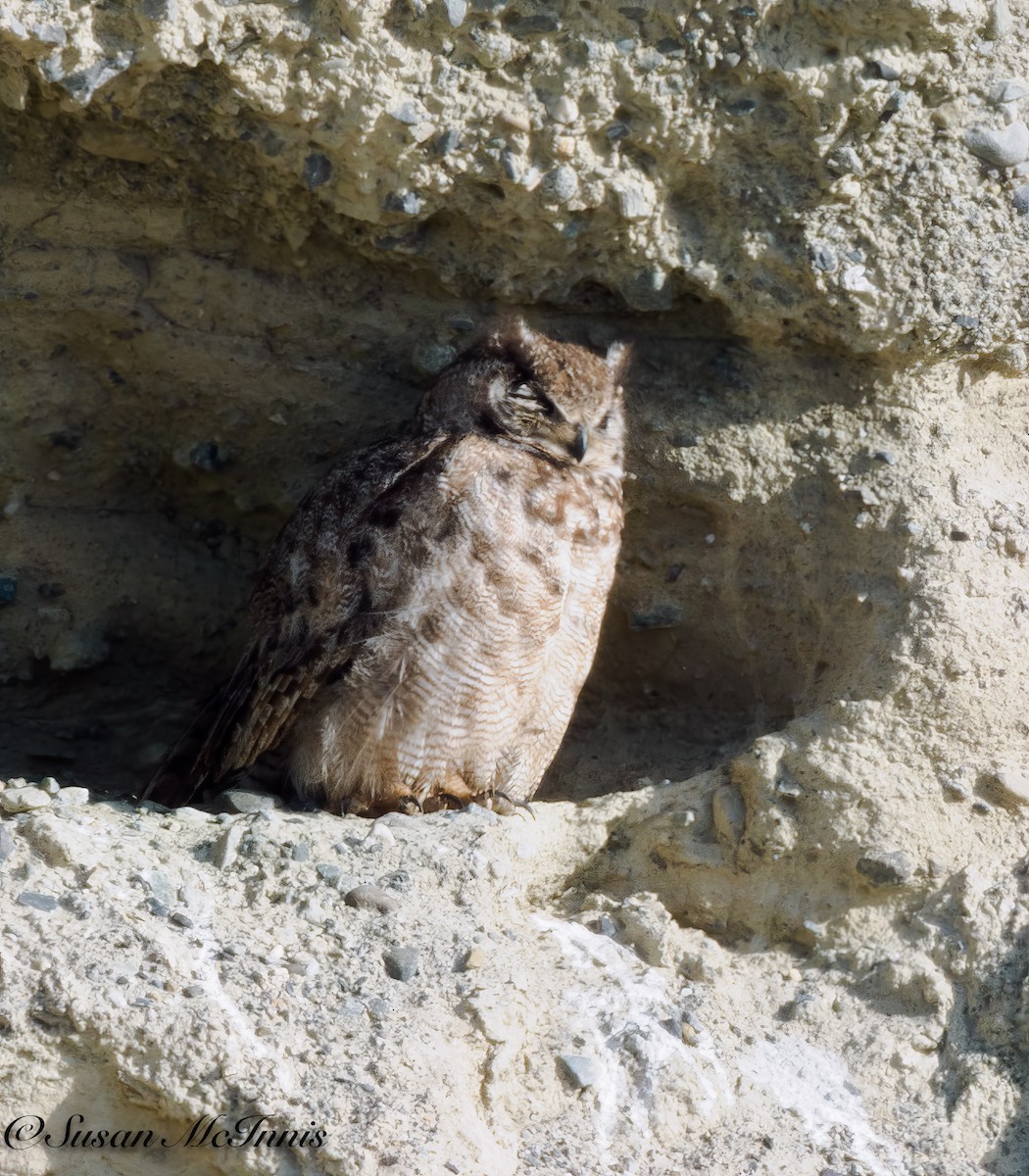 Lesser Horned Owl - ML612704620