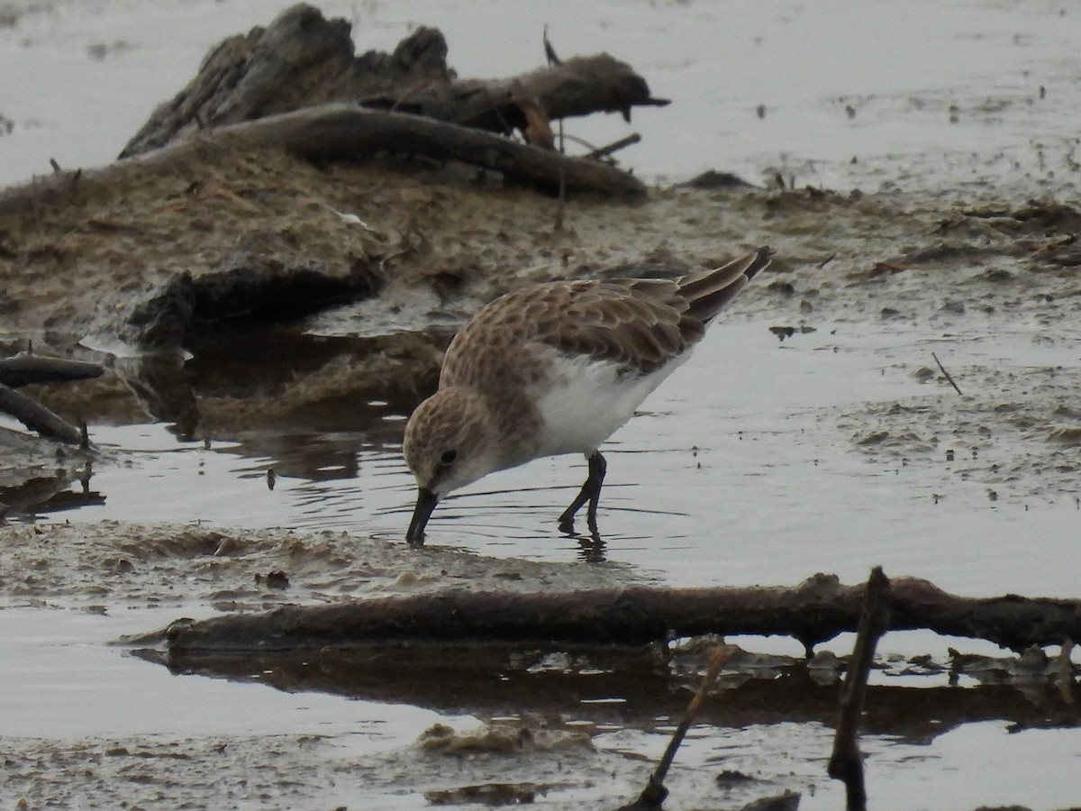 Little Stint - ML612704623