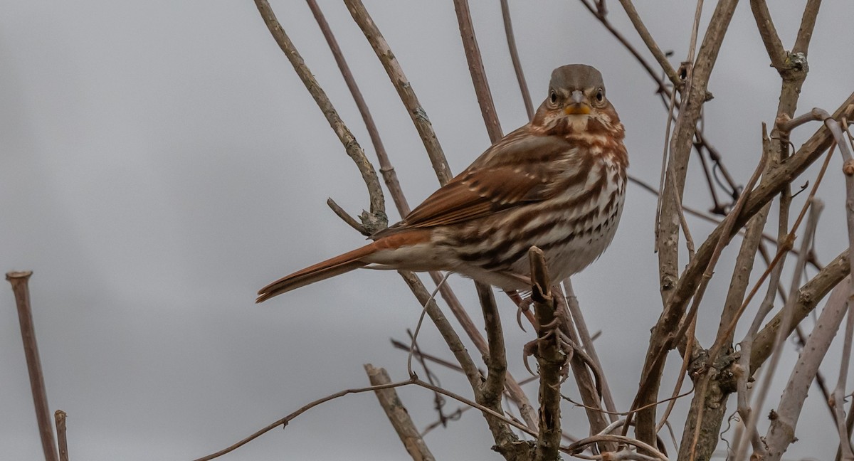 Fox Sparrow - ML612704638