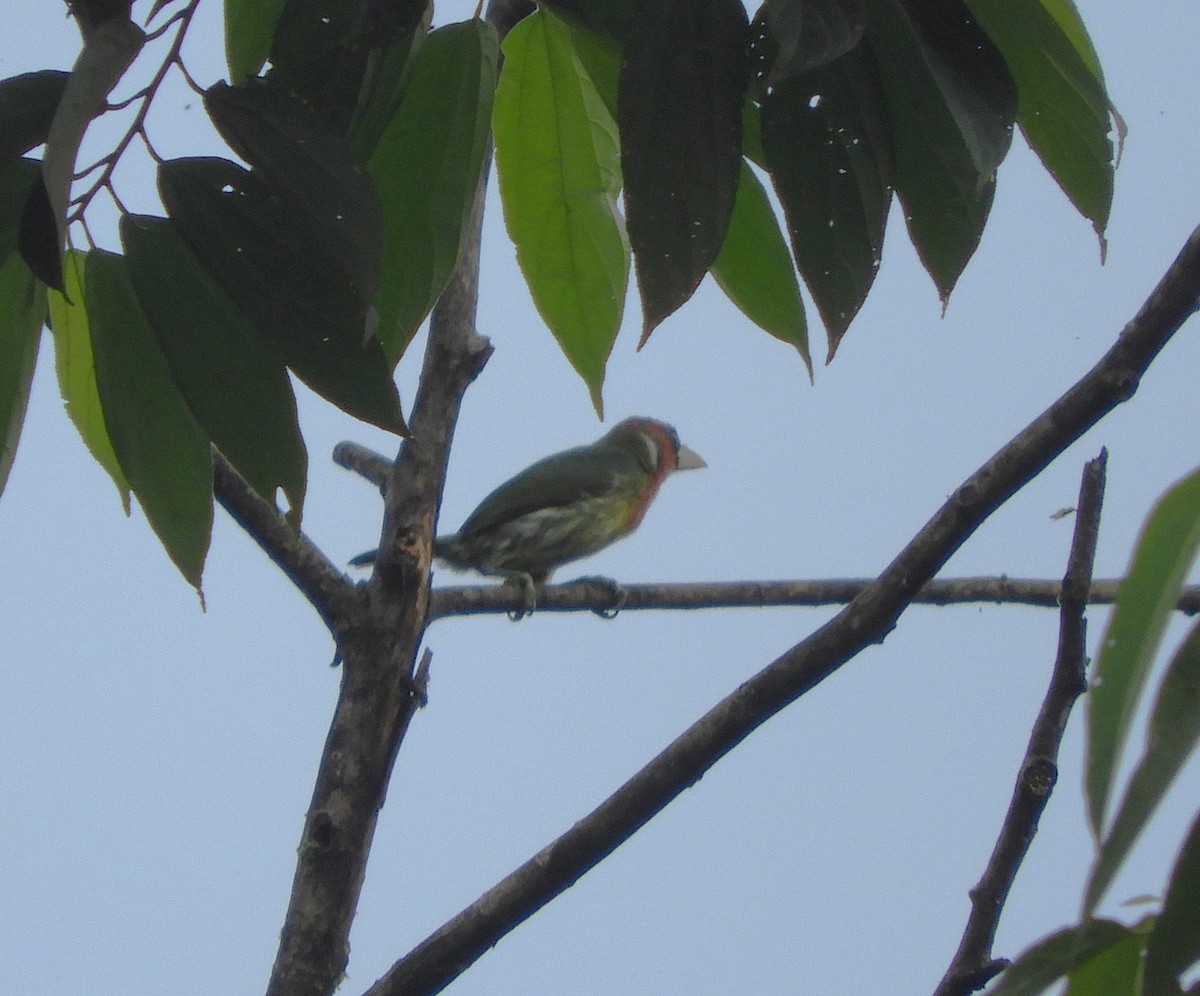 Red-headed Barbet - ML612704647