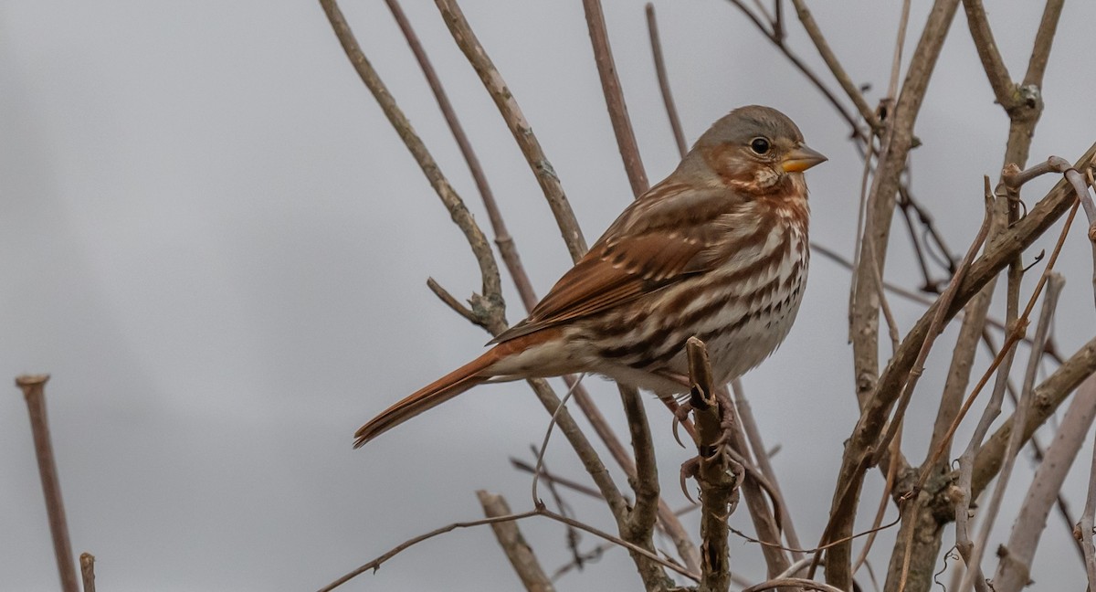 Fox Sparrow - Ken Reinert