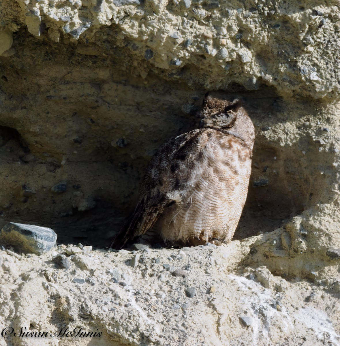 Lesser Horned Owl - ML612704661