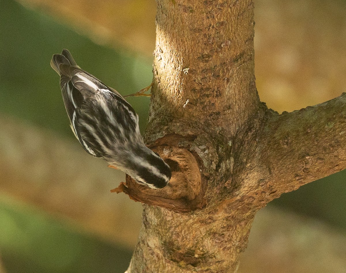 Black-and-white Warbler - Nick Ramsey