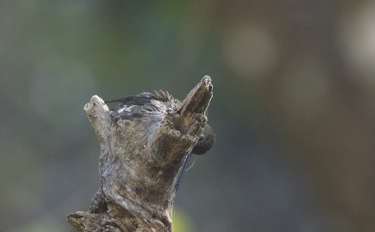 Colibrí Piquilargo - ML612704763