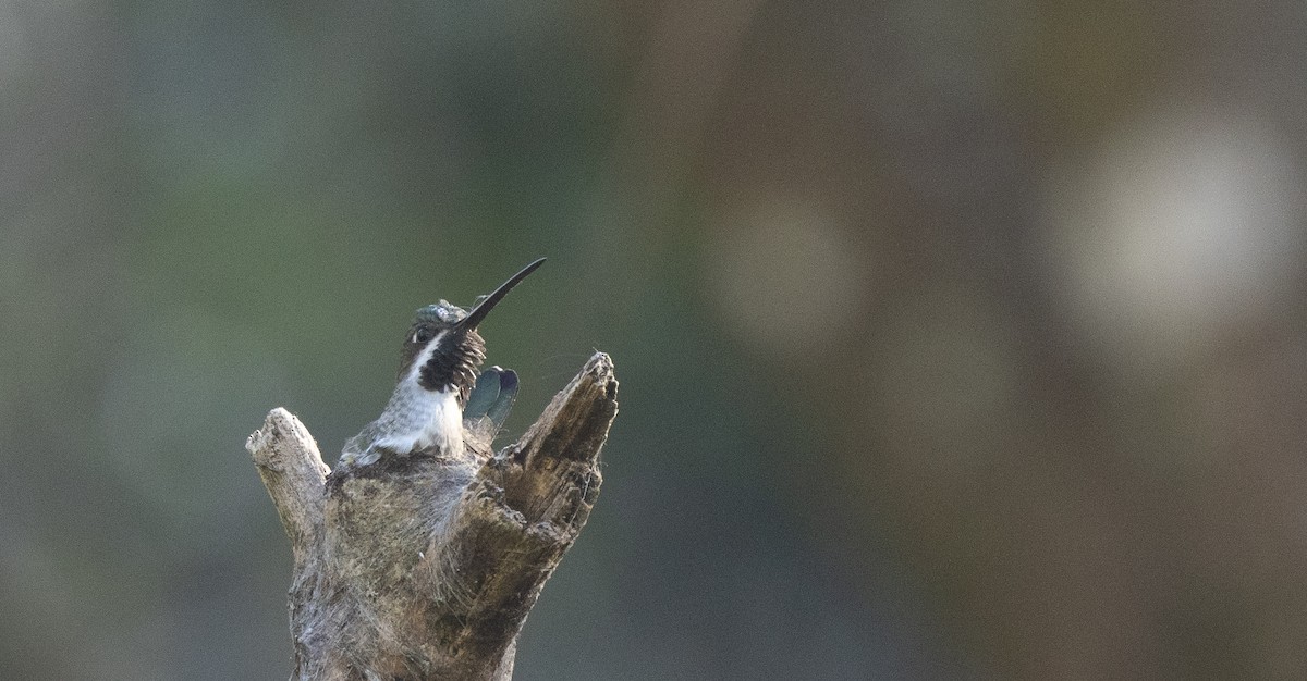 Long-billed Starthroat - Nick Ramsey