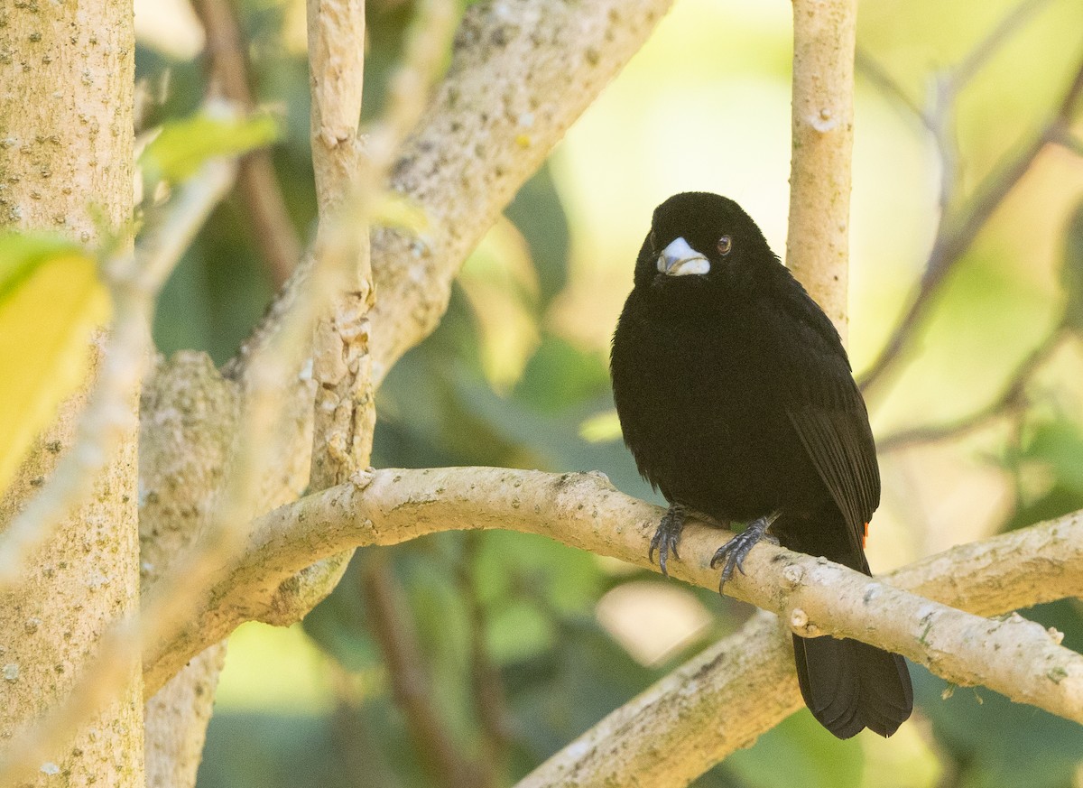 Scarlet-rumped Tanager - Nick Ramsey