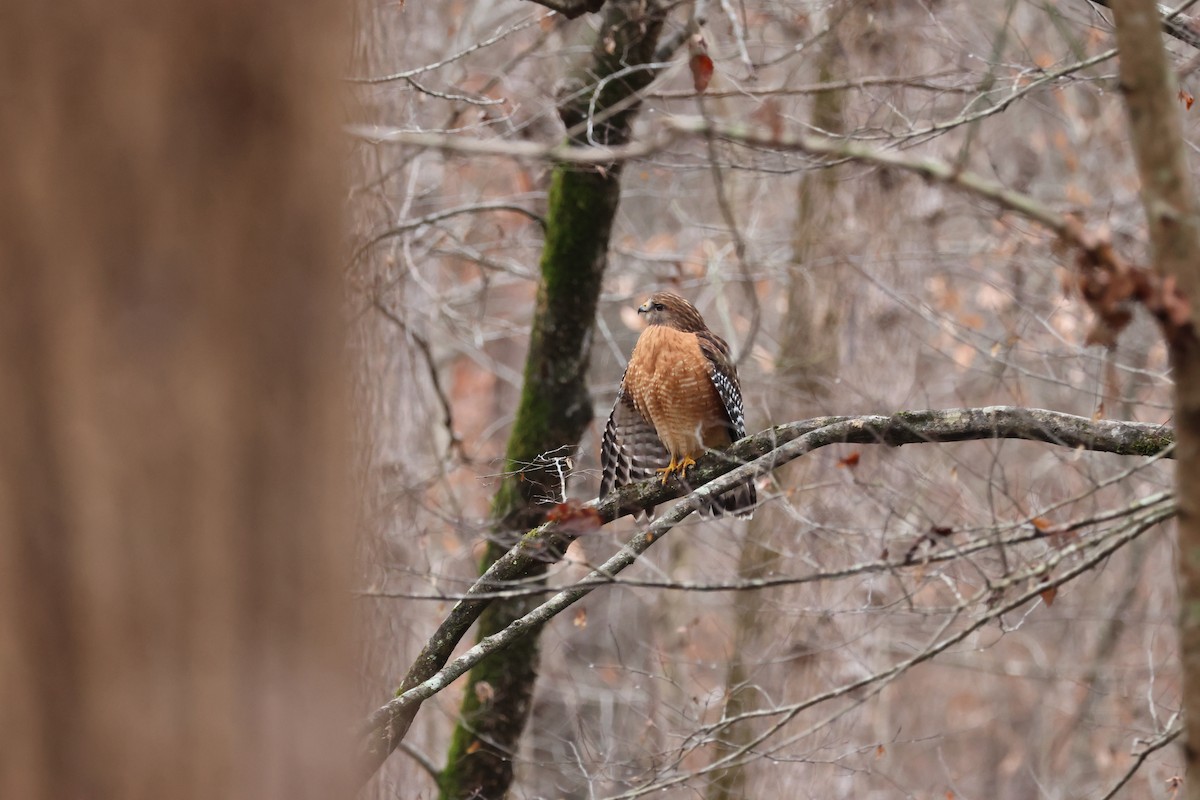 Red-shouldered Hawk - ML612704798