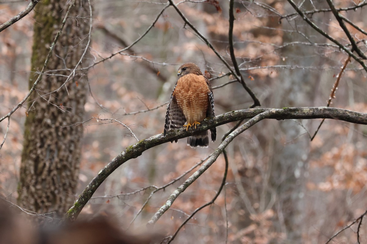 Red-shouldered Hawk - ML612704799