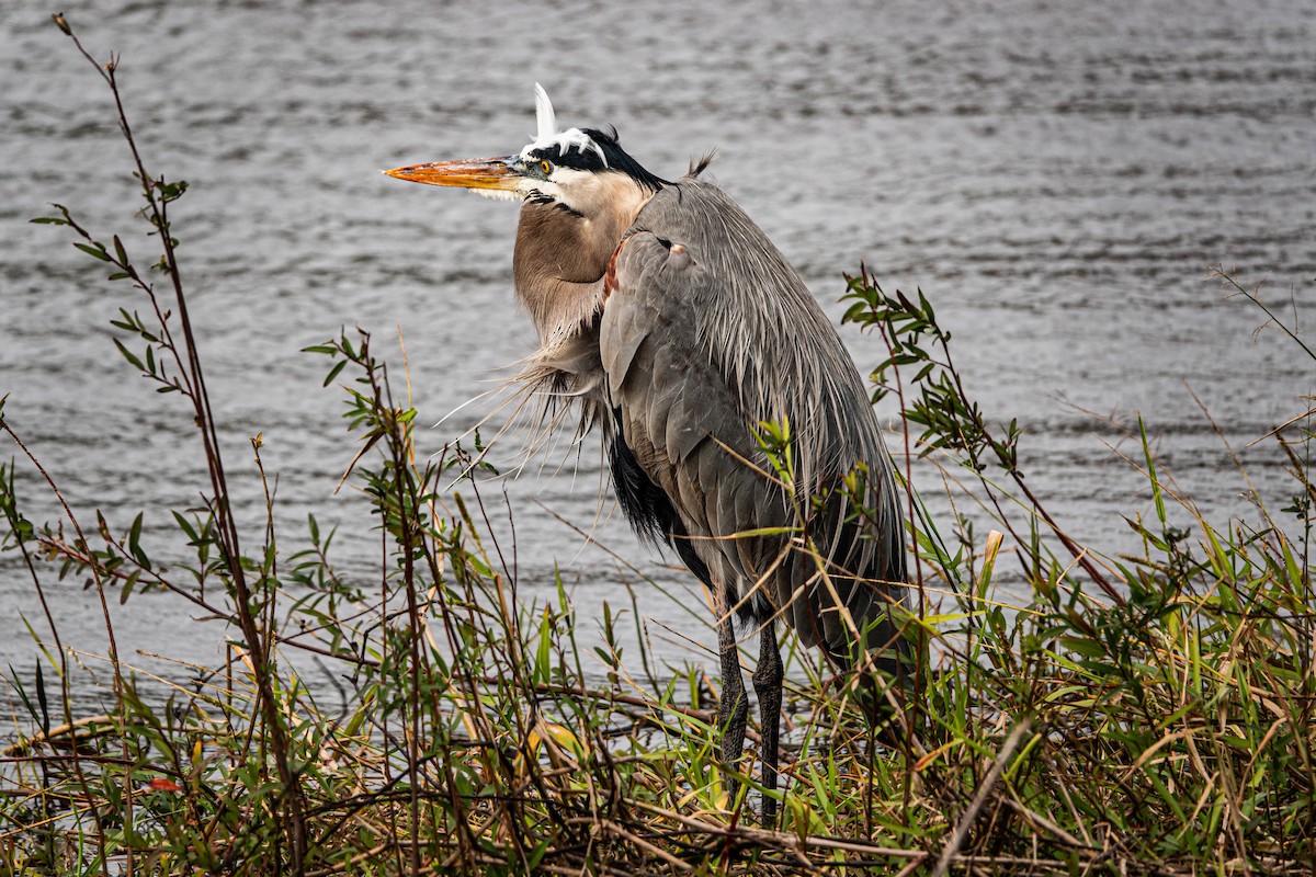 Great Blue Heron - ML612704822