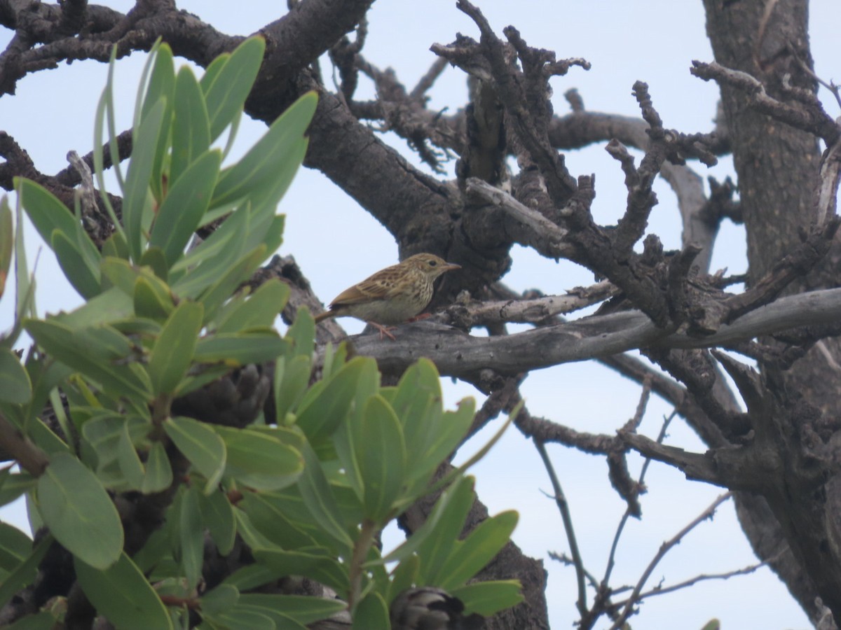 Bush Pipit - ML612704850