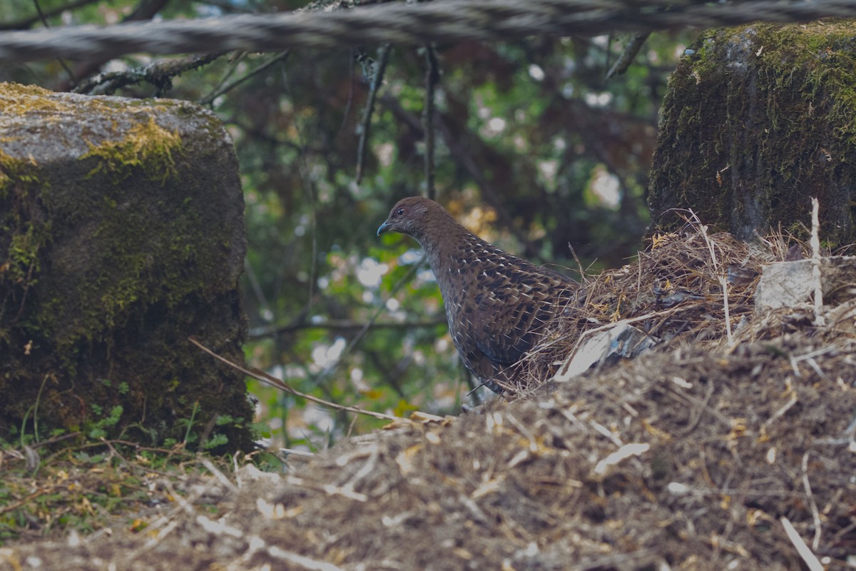 Mikado Pheasant - ML612704888