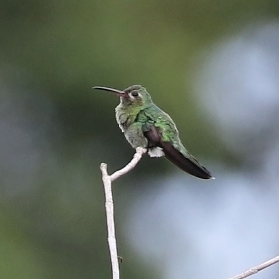 kolibřík zelenoocasý - ML612704895