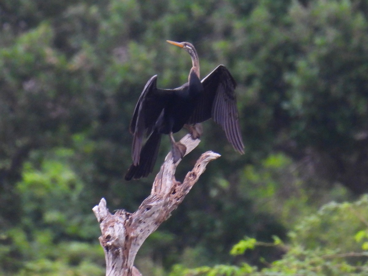 Anhinga Asiática - ML612704947