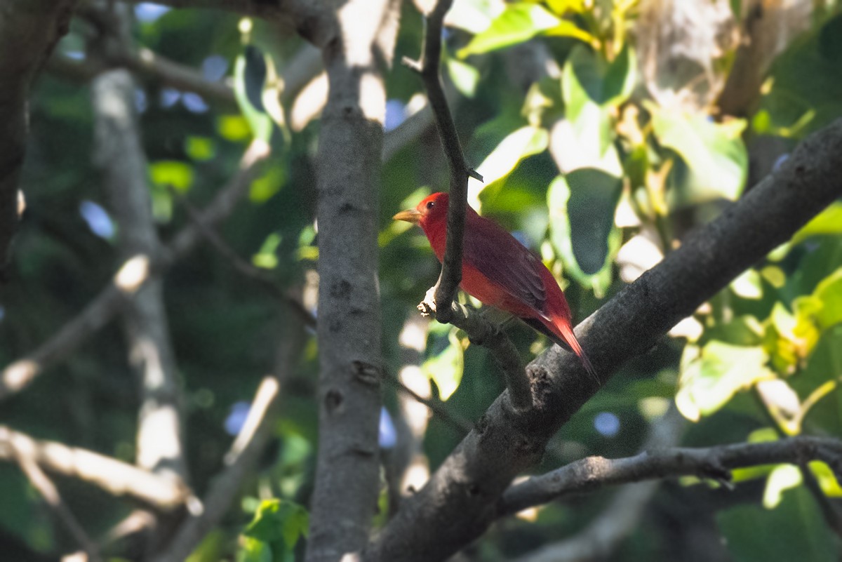 Summer Tanager - ML612704993