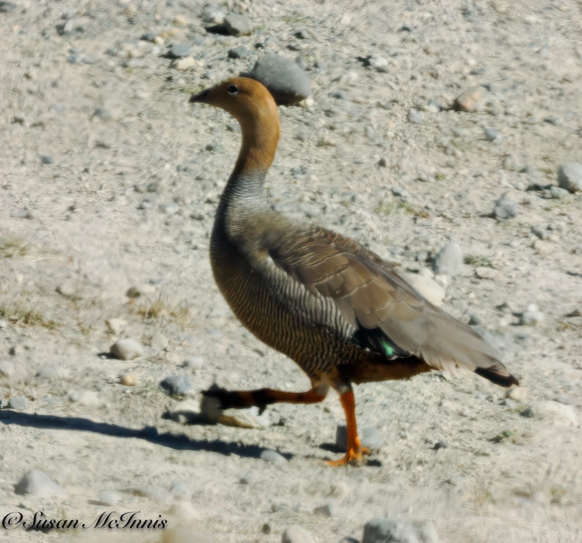 Ruddy-headed Goose - ML612705000