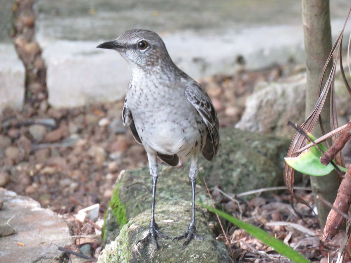 Bahama Mockingbird - Jose Estrada