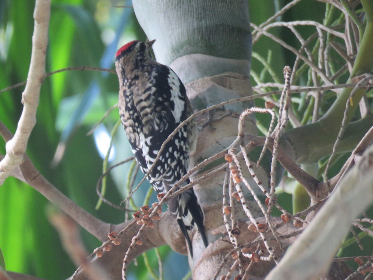 Yellow-bellied Sapsucker - Jose Estrada