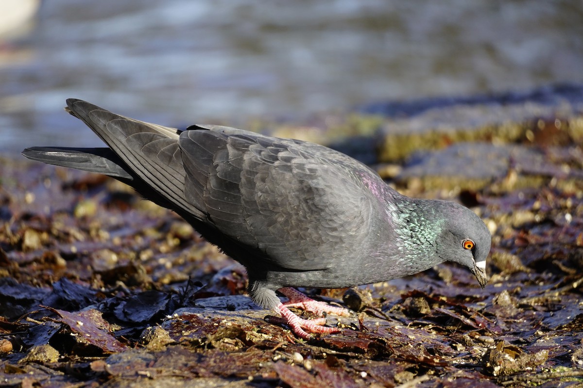 Rock Pigeon (Feral Pigeon) - Wibke Friedrich