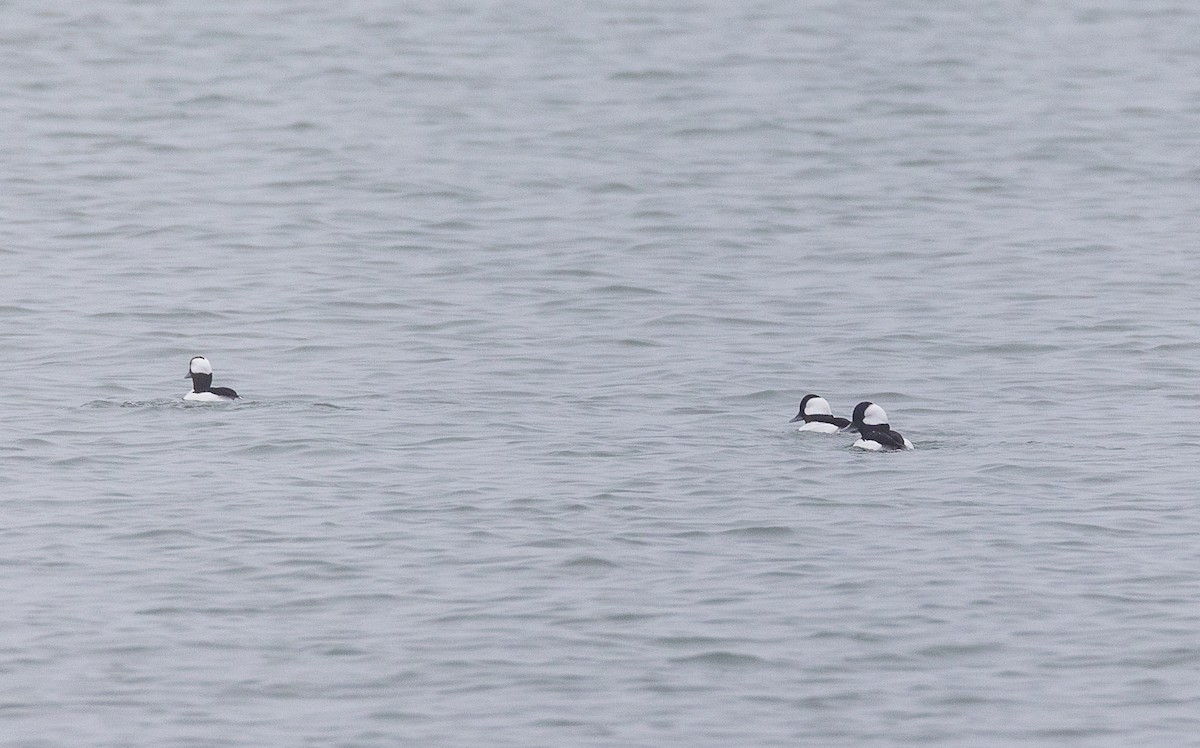 Bufflehead - ML612705082