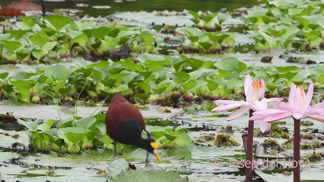 Northern Jacana - ML612705104