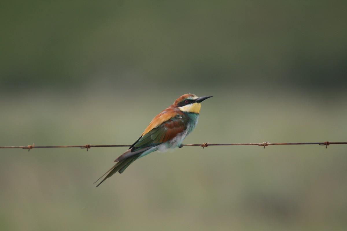 European Bee-eater - ML612705140