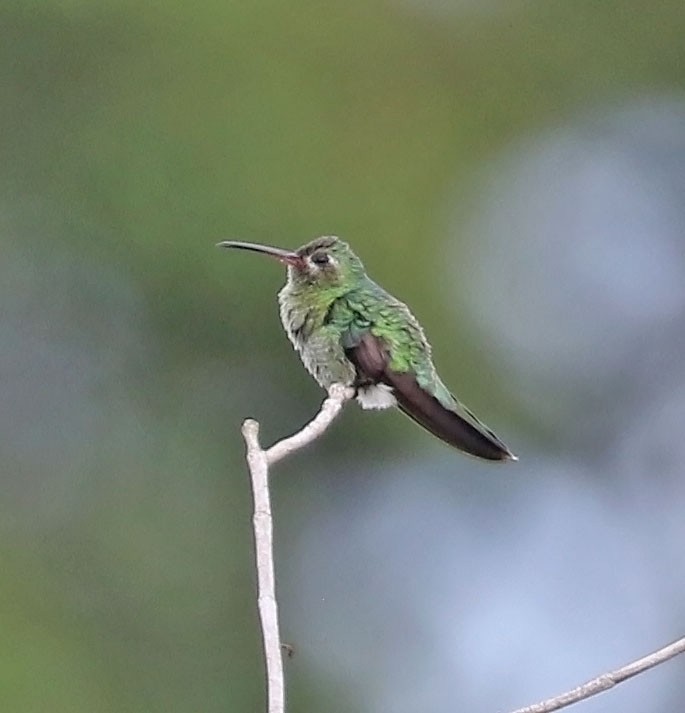 kolibřík zelenoocasý - ML612705154