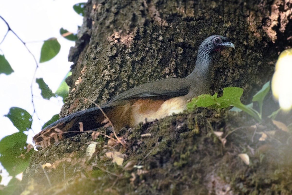 West Mexican Chachalaca - ML612705174