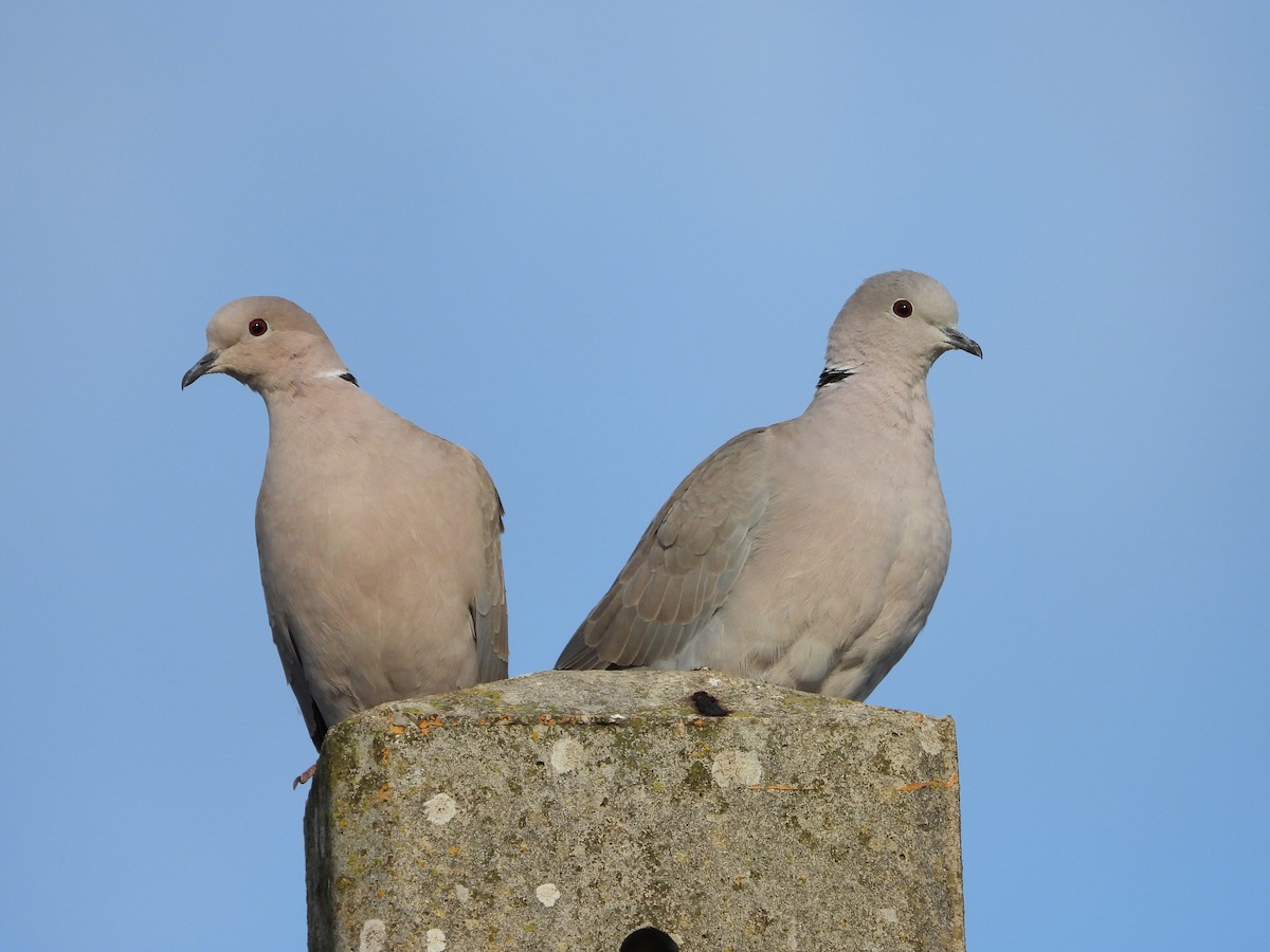 Eurasian Collared-Dove - ML612705188