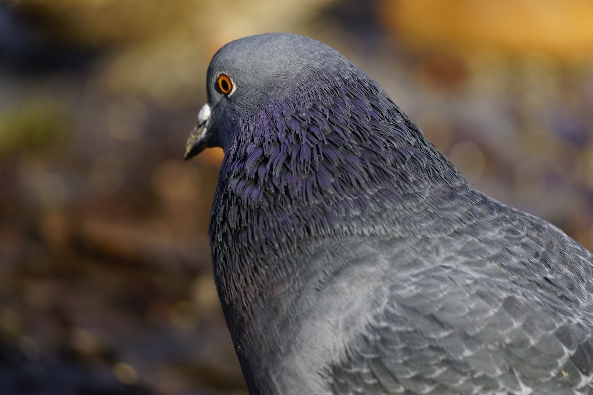 Rock Pigeon (Feral Pigeon) - Wibke Friedrich