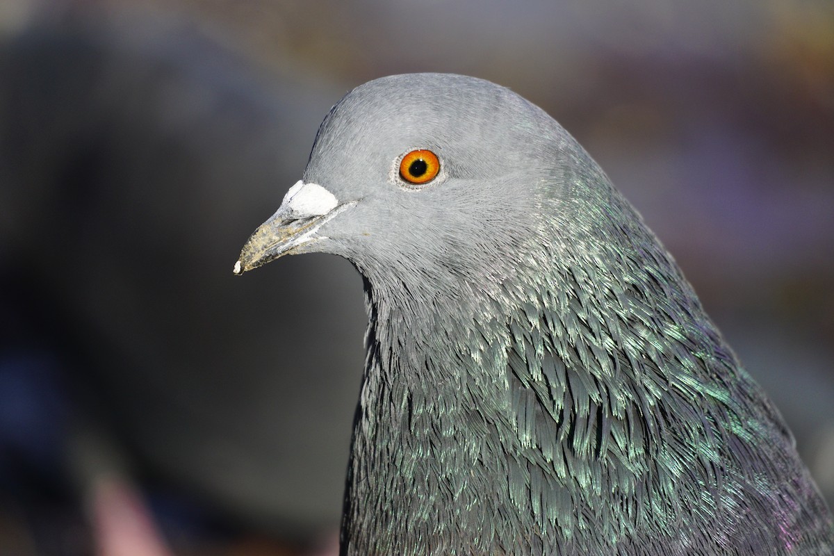 Rock Pigeon (Feral Pigeon) - Wibke Friedrich