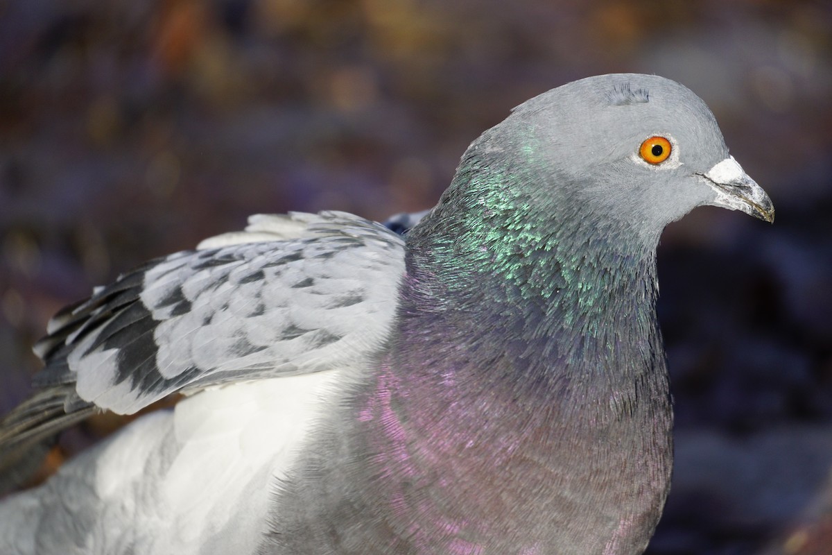 Rock Pigeon (Feral Pigeon) - Wibke Friedrich