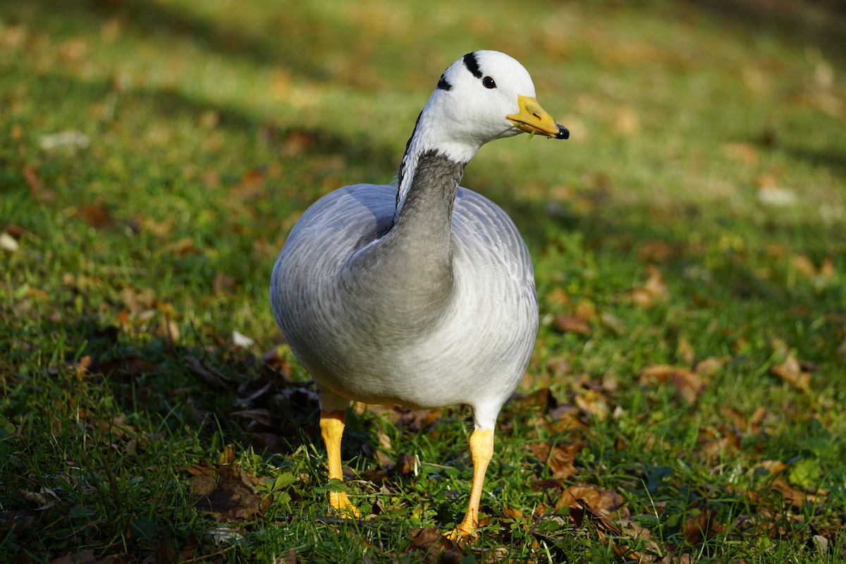 Bar-headed Goose - ML612705243