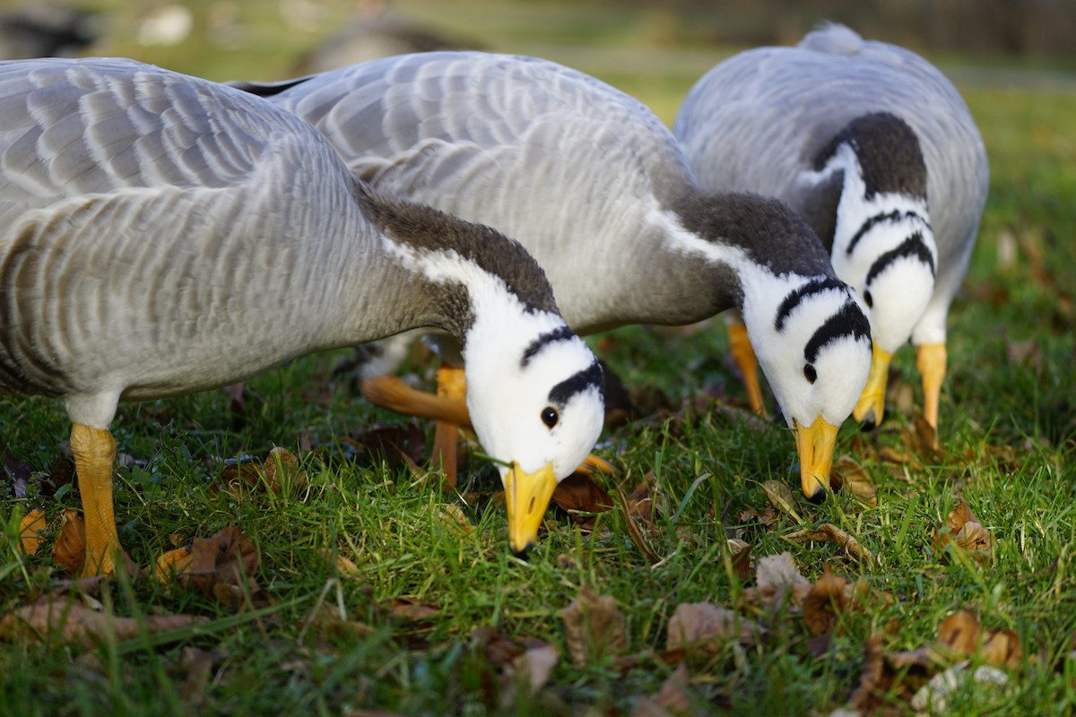 Bar-headed Goose - ML612705260