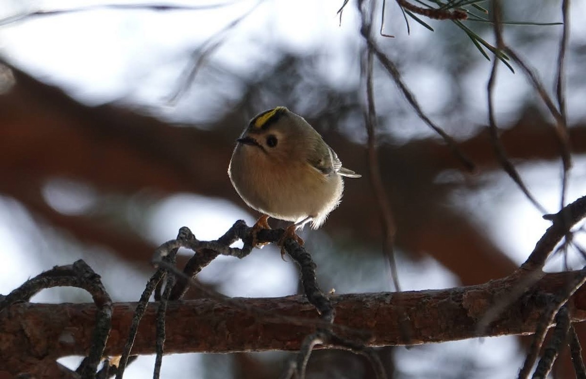 Goldcrest - ML612705283